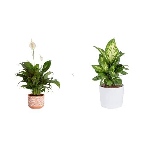 Costa Farms Peace Lily and Dieffenbachia Live Indoor Plants Bundle | Air Purifying Houseplants