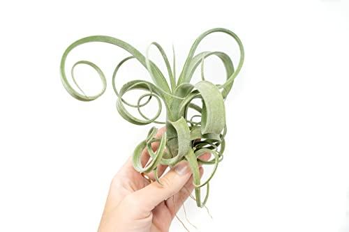 Air Plant Shop Tillandsia Curly Slim (T. Intermedia x T. Streptophylla) Air Plant - Succulents - Live Tillandsia - Easy Care Indoor and Outdoor House Plants (Pack of 1)