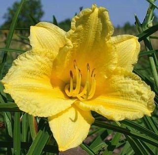 10 Bareroot Hemerocallis Happy Returns Daylilies 2-3 Fan Tennessee Grown