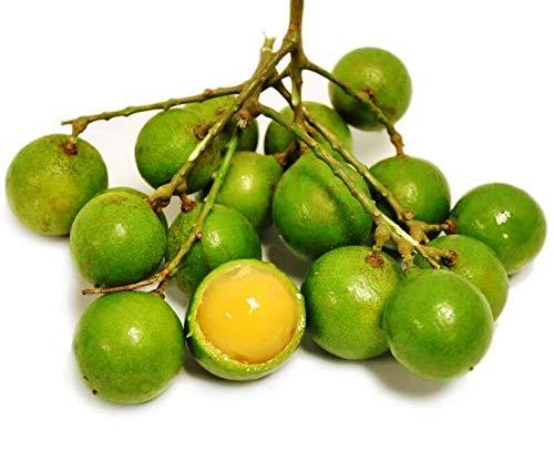 Fresh Quenepa Fruit (5lb)