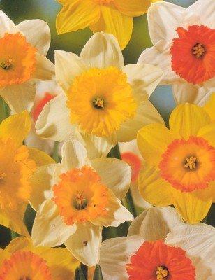 Mixed Narcissus Daffodil 50 Bulbs - SUPER VALUE - Deer Proof!