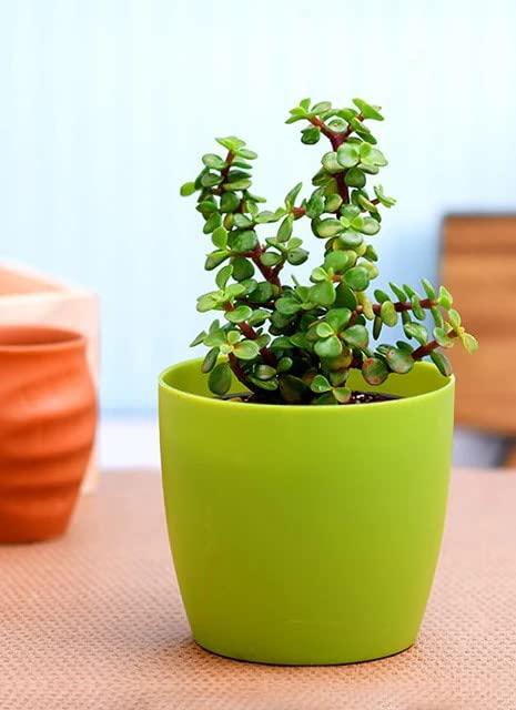 Seedtrees Crassula Jade Succulent Plant (Pot Included)