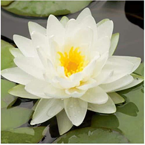 Live Water Lily Tubers | Pre-Grown Hardy Lily Rhizome in White, Pink, Red, Yellow, Orange, Purple (White)