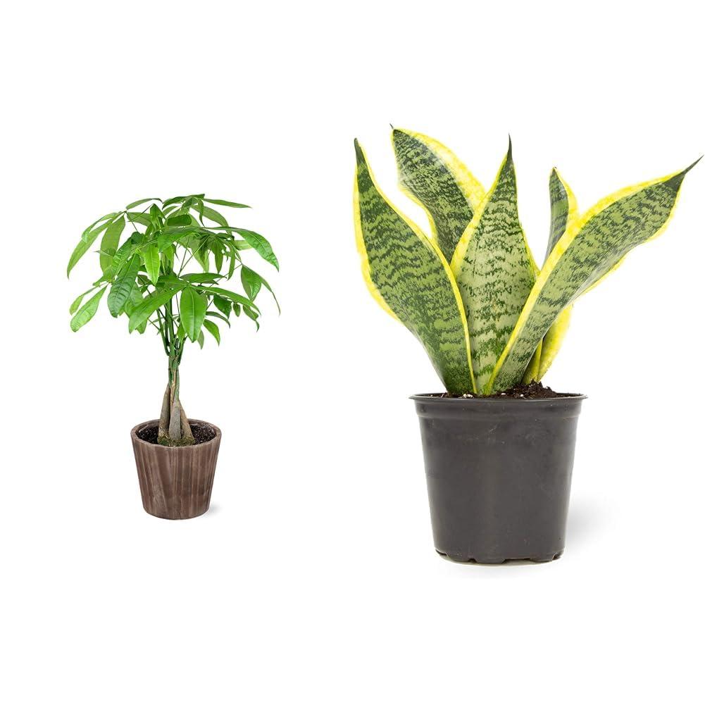 Money Tree in Brown Pottery with Snake Plant in Pot, Live Indoor Plants, Fully Rooted, Easy to Grow Gift