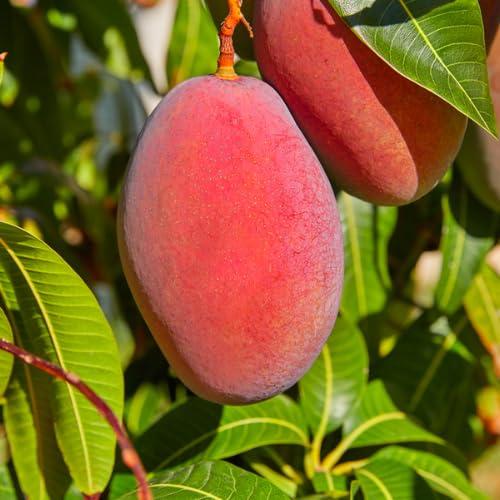 Mango Tree Live Tropical Fruit Plant - 6 to 9 Inc Tall in Pot, Seedlings Mango Live Plant, Red