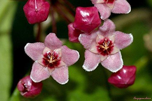 Hoya carnosa Krimson Queen House Plant in a 12cm Pot