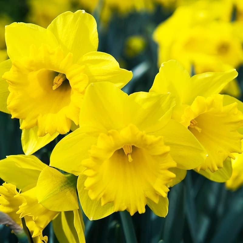 25 Yellow Daffodil Bulbs for Planting - Dutch Master Value Bag - Plant in Gardens, Borders & Flowerbeds - Bulb Size 10/12 cm - Easy to Grow Fall Flowers