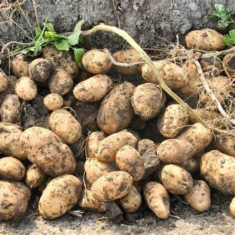 Simply Seed™ - Gold Rush Russet Potato Seed 5 Pounds - Naturally Grown - Non GMO -Order Now For Fall Planting