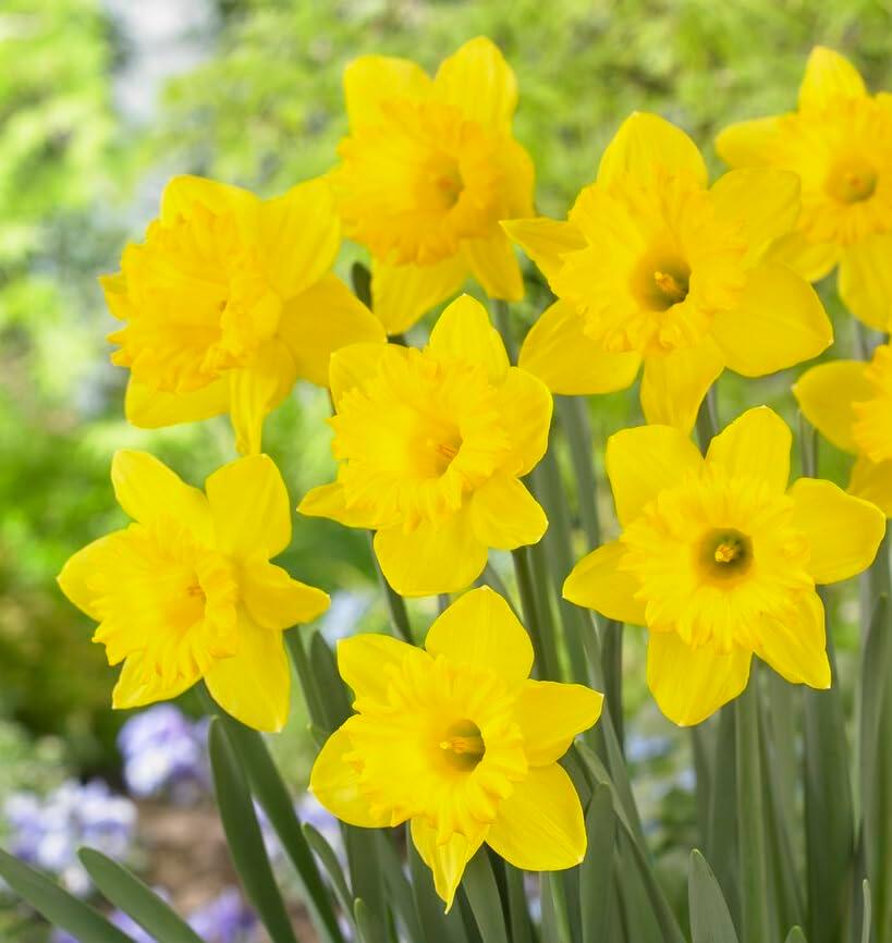 Yellow Dutch Master Daffodil Bulbs for Planting - Fresh Blooming Flowers, Easy to Grow Perennials (10 Bulbs)