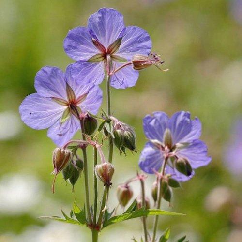 Geranium pratense/Meadow Cranesbill/British Wildflower/Seeds