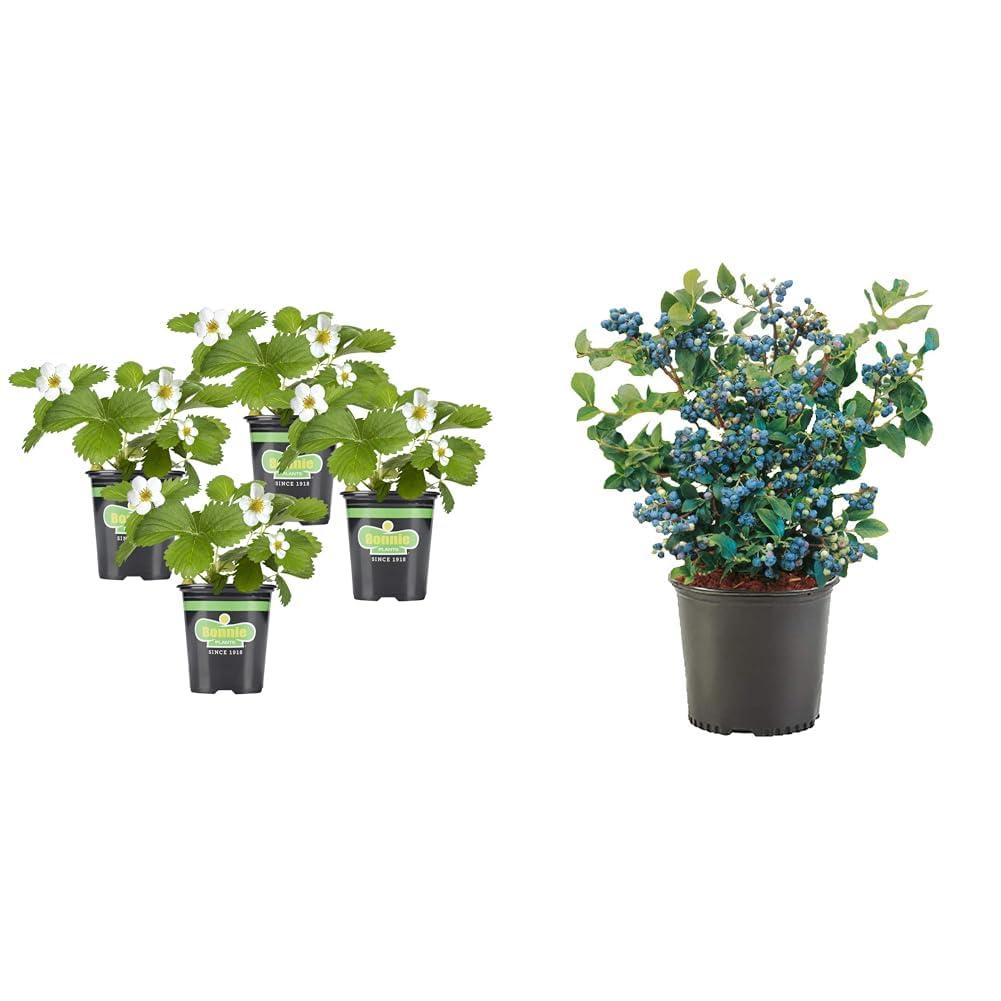 Bonnie Plants Strawberry, Live Plant, 19.3 oz. (4-Pack) & 1 Gallon Sharpblue Blueberry Plant