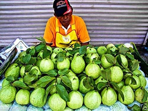 Creative Farmer Live Fruit Plant Gauva Big Guava Fruits Amrud Plant Live Terrace Garden Plant(1 Healthy Live Plant)