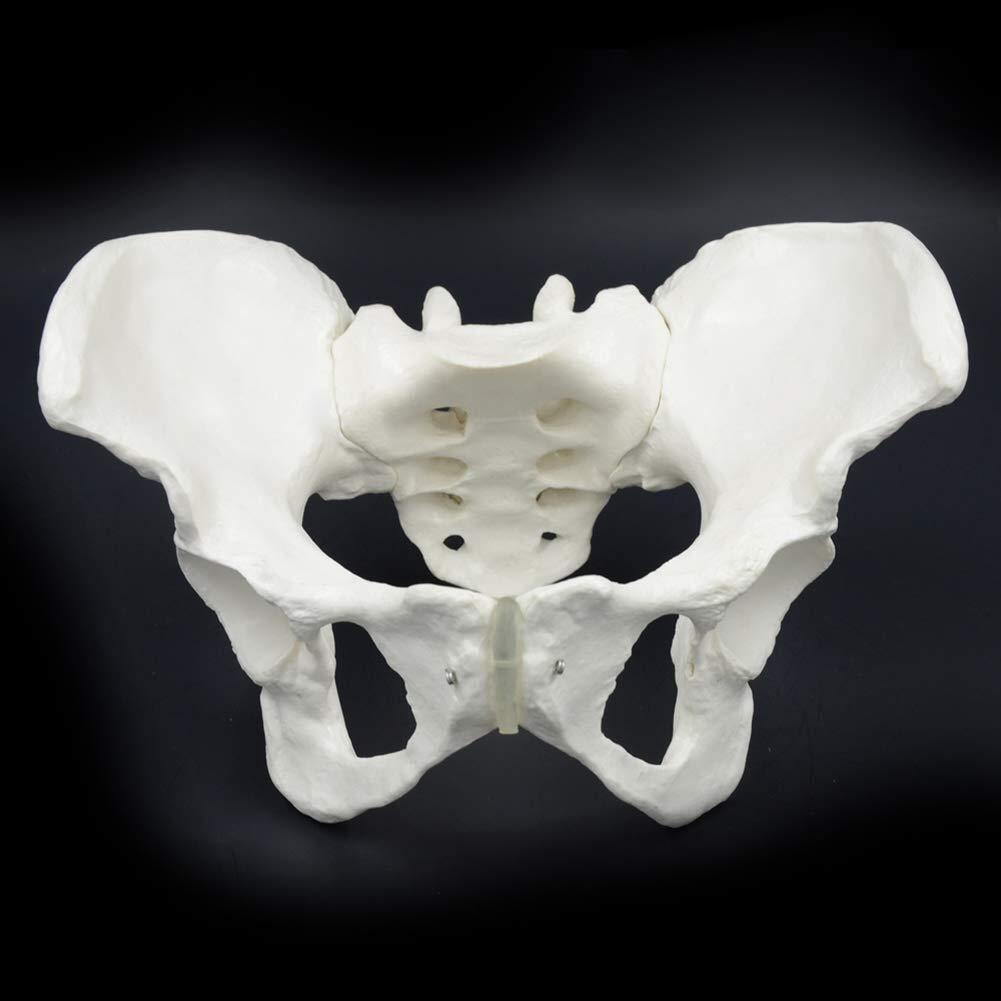 Structural drawing anatomy Female Pelvis Model Life Size Human Female Pelvis Pelvic Anatomical Model Medical Teaching Tool Medical teaching