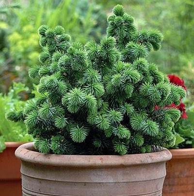 Dwarf Papoose Sitka Spruce 1 - Year Live Plant