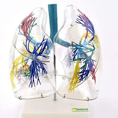 XF Human lung segmental lung anatomical model Bronchial tree thoracic surgery respiratory model Lung bronchial tree bronchial tree Respiratory system medical anatomy teaching