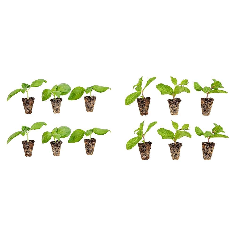 Bonnie Plants Sweet Basil 6-Pack and Sweet Mint 6-Pack Live Plant Plugs, 3 Cubic in.