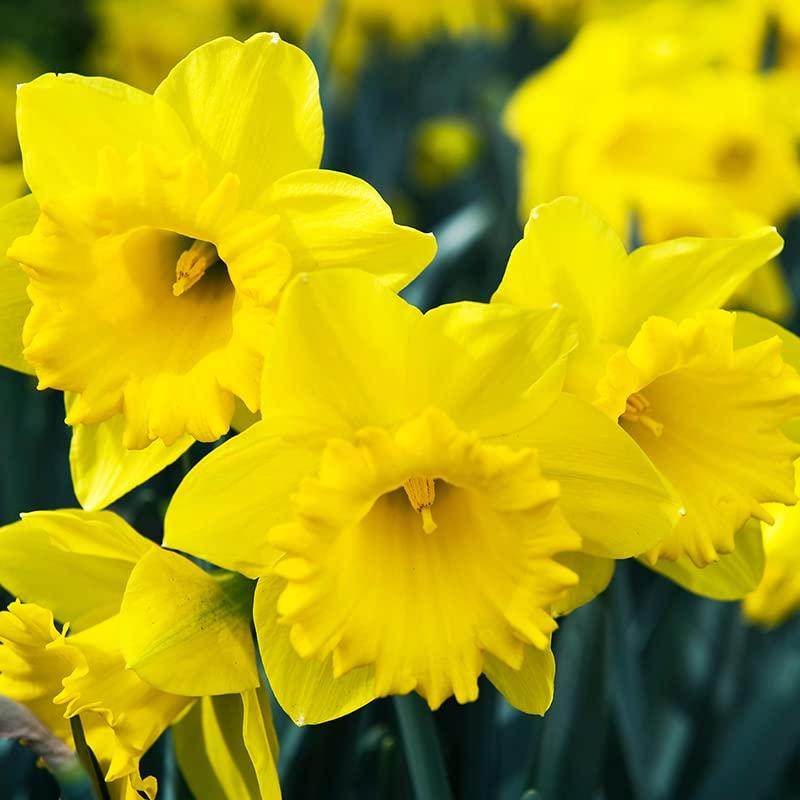 50 Yellow Daffodil Bulbs for Planting - Dutch Master Value Bag - Plant in Gardens, Borders & Flowerbeds - Bulb Size 10/12 cm - Easy to Grow Fall Flowers Bulbs by Willard & May