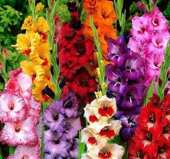 USA Made and Shipped from, Bulbs, (20) Attractive Flowers, Gladiolus, Border Growing Mix,Gladioli Bulbs, Plants, Perennial Root