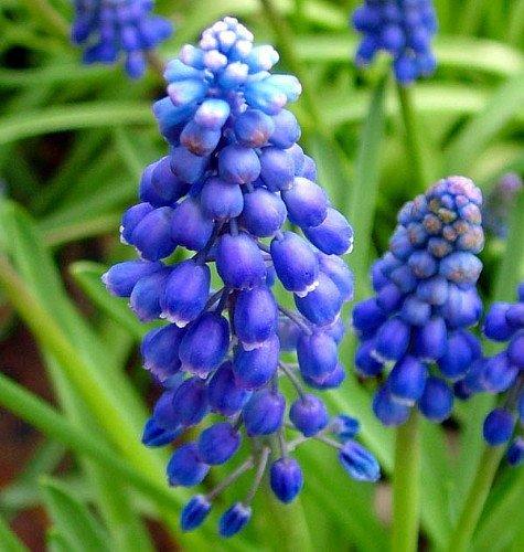 Blue Grape Hyacinth~50 Bulbs ~Muscari armeniacum