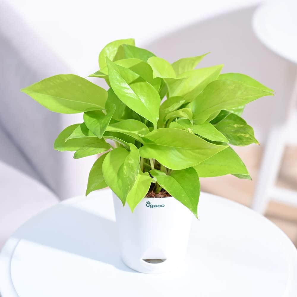 Ugaoo Golden Money Plant Indoor With Self Watering Pot