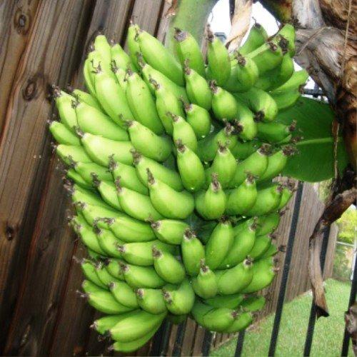 Banana Plants Dwarf Cavendish Includes Four (4) Plants