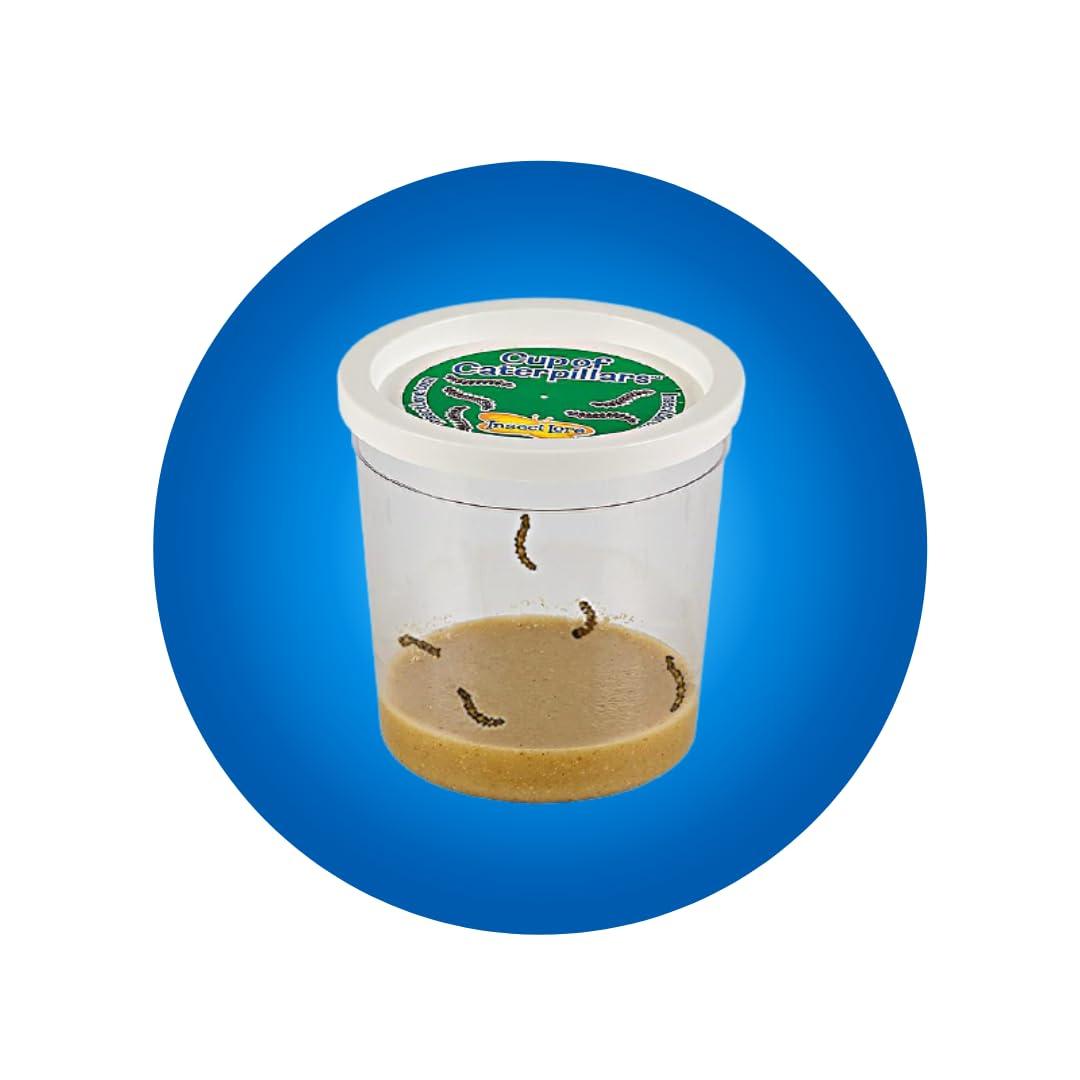 Insect Lore Cup of Caterpillars™ Basic | 5 Live Baby Painted Lady Caterpillars | Refill for Habitat Kit | Caterpillars and Food Included