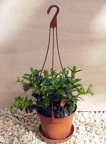 jmbamboo-Goldfish Plant - 4" Hanging Basket - Blooms Constantly!