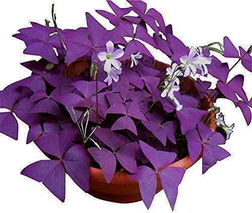 Oxalis Triangularis 10 Bulbs Purple Shamrocks Lucky Lovely Flowers Bulbs Grows for Garden and pots