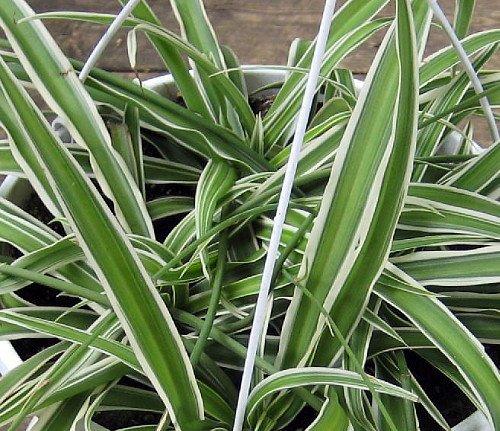 Hirt's Gardens Reverse Variegated Spider Plant - Easy to Grow/Cleans The Air - 4in Pot