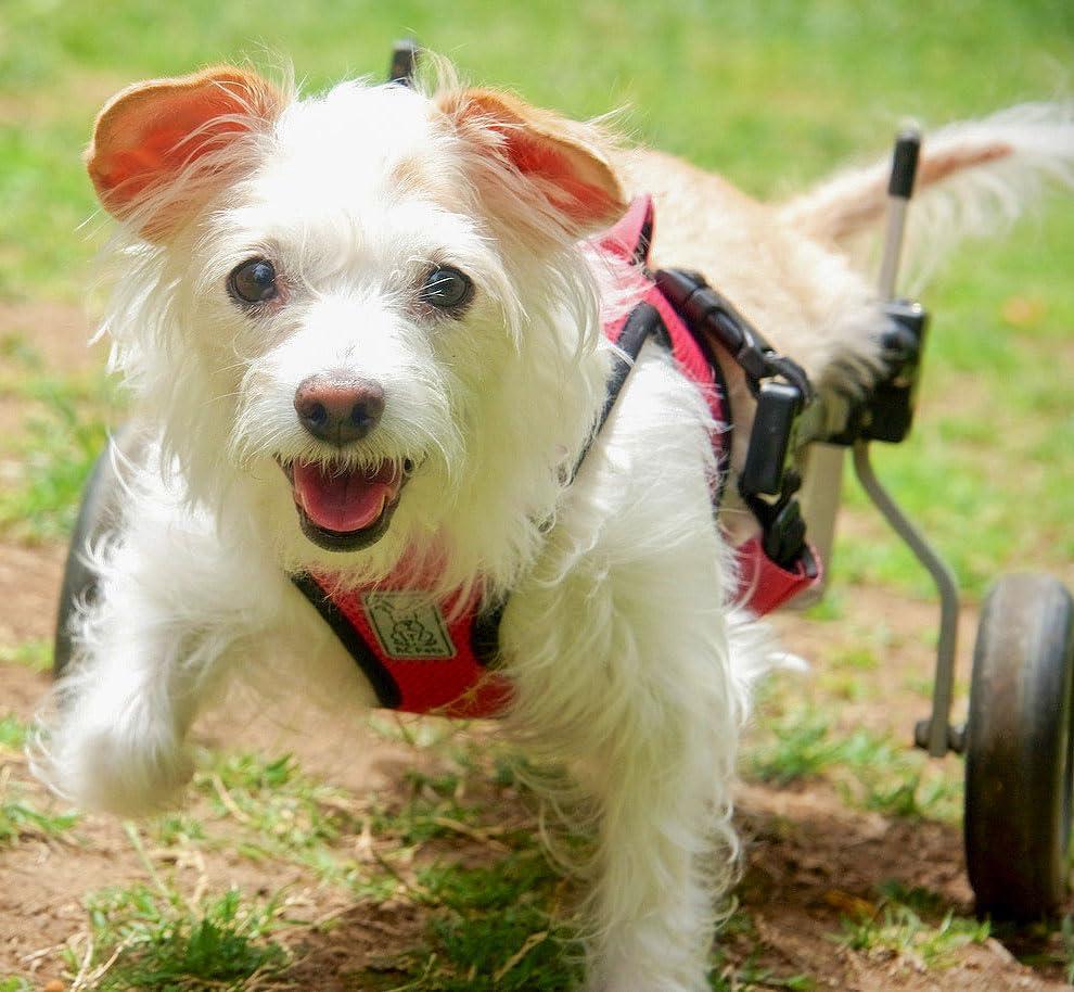 K9 Carts | The Original Dog Wheelchair | Veterinarian Established | Custom Built in The USA (Extra Small, Polished Aircraft Grade Aluminum)