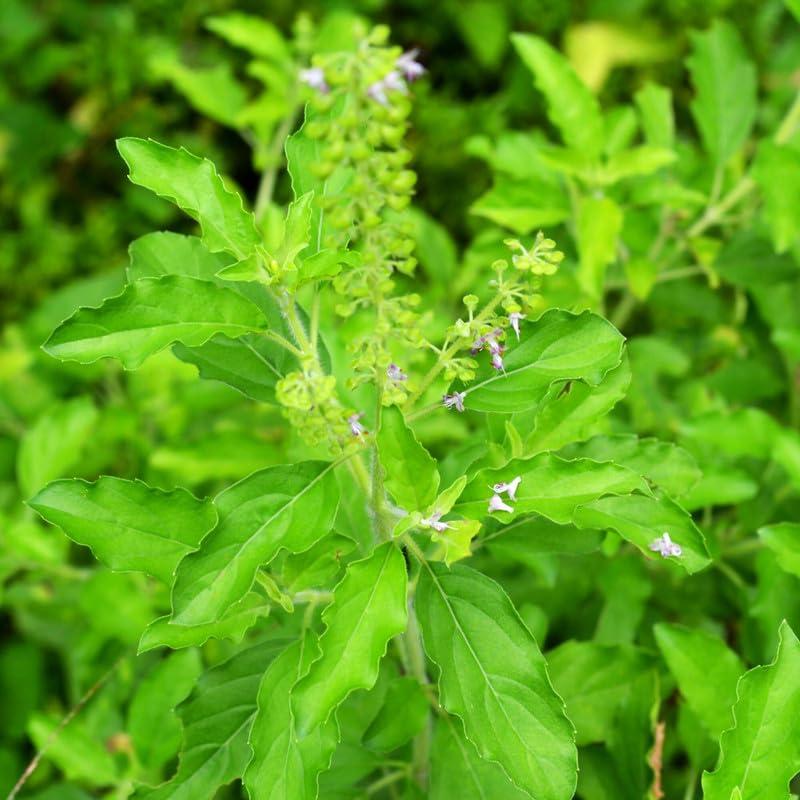 3 Tulsi Holy Basil Plants Live from 3 to 5 Inc Tall, Holy Basil Live Plant, Basil Plant Pot Starter Planting