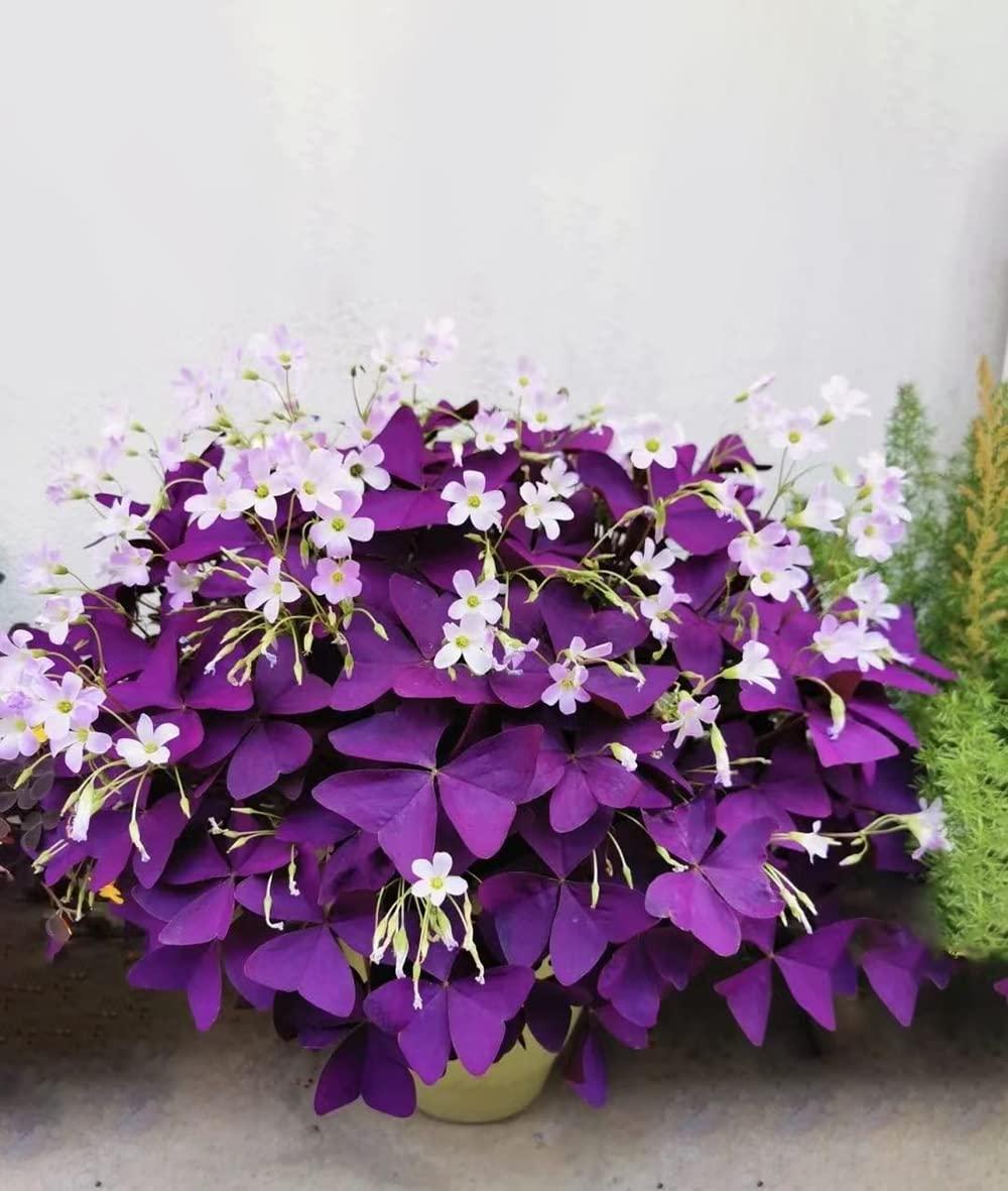 12PCS Purple Shamrocks Bulbs Good Luck Plant Purple Oxalis Bulbs for Planting Grows Indoor or Outdoor Oxalis Triangularis Bulbs The Novice Gardener's Choice