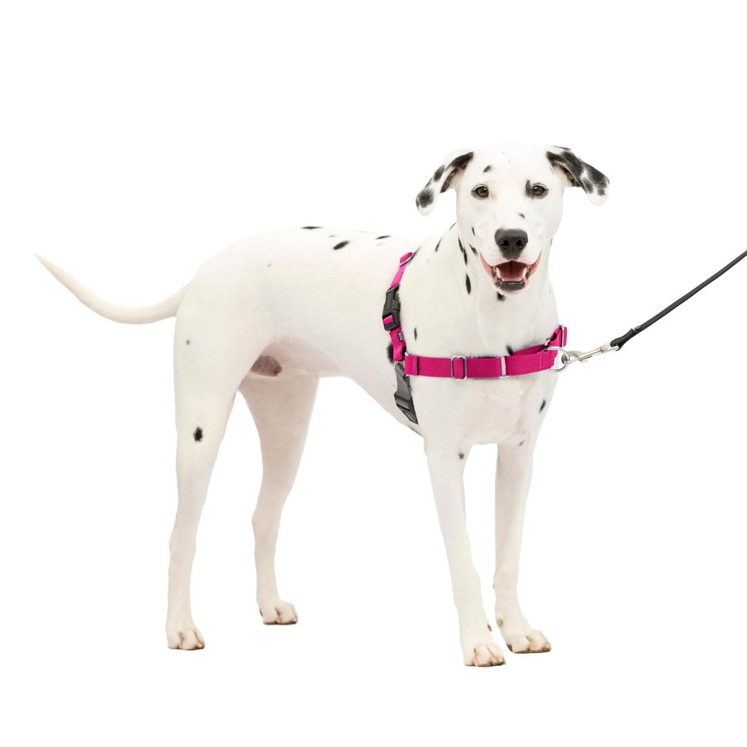 PetSafe Easy Walk No-Pull Dog Harness - The Ultimate Harness to Help Stop Pulling - Take Control & Teach Better Leash Manners - Helps Prevent Pets Pulling on Walks, Medium/Large, Raspberry/Gray