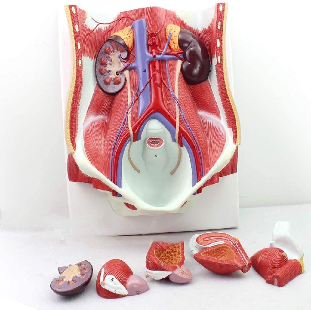 Model of Human Urinary System, Urinary System Model Female Male Male Bladder cavity Abdominal Abdominal Rear Wall Model