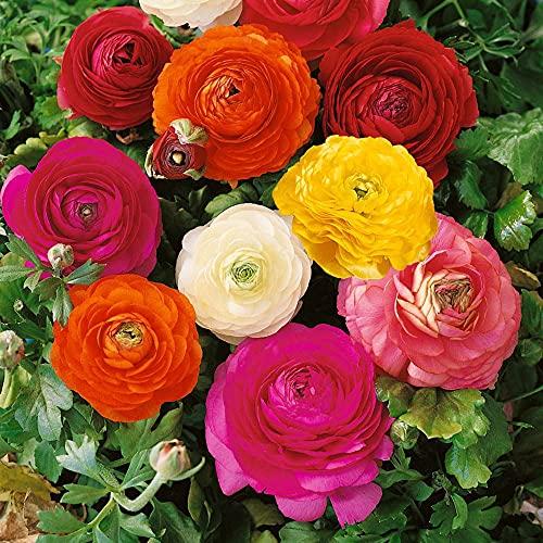 PLANTOGALLERY Flower Bulbs | Ranunculus Mix Exotic Bulbs For Home Gardening - (Pack Of 35 Bulbs)