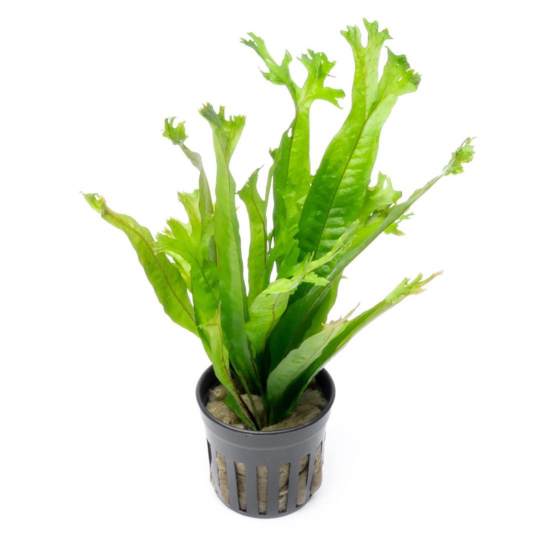 Java Fern Live Aquarium Plants - Freshwater Plant for Fish Tanks - Beginner Friendly, Low Light (Thor's Hammer, 1 Pot (2 Plants))