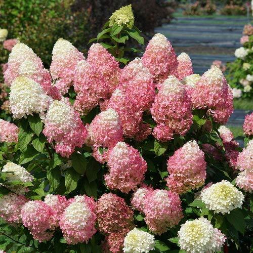 Hydrangea pan. Quick Fire Fab (Panicle) Shrub, 3 Size Container Proven Winners, White to Pink Flowers