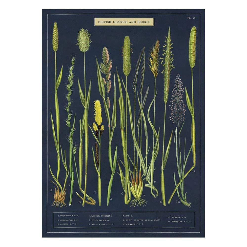 Cavallini British Grass and Sedges Wrapping Paper Poster