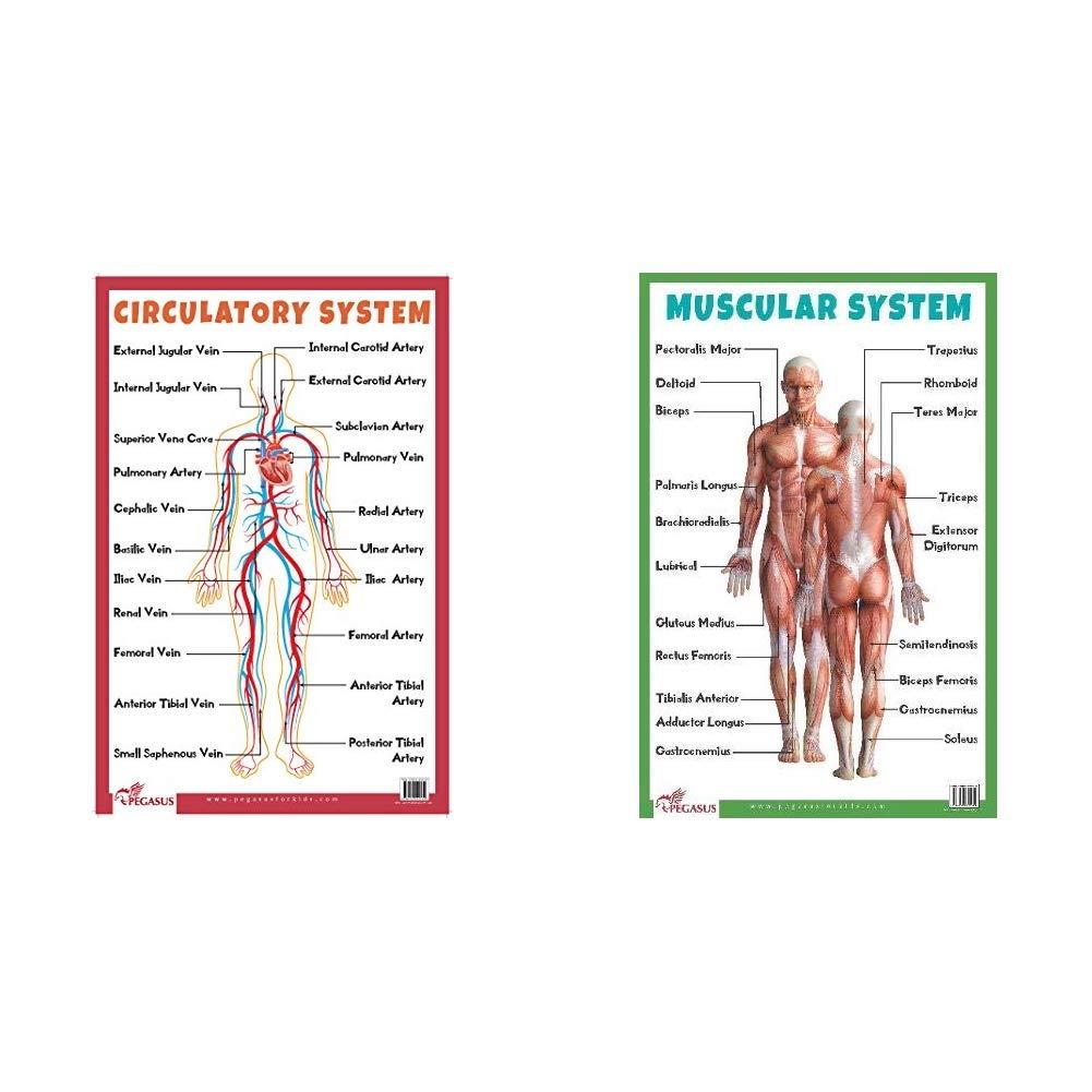 Circulatory System - Thick Laminated Primary Chart + Muscular System - Thick Laminated Primary Chart (Set of 2 Books)