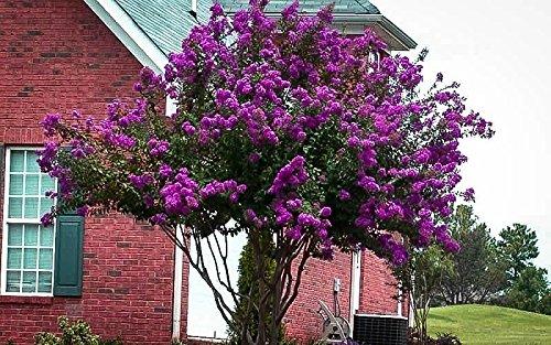 Catawba Purple Crape Myrtle - Live Plant - (1 QT)