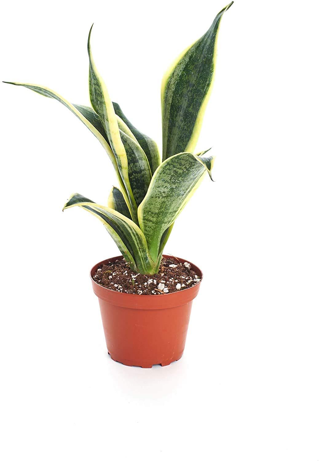 Shop Succulents | Standing Collection | Hand Selected, Air Purifying Live Sansevieria Superba Snake Indoor House Plant in 4" Grow Pot, 4 INCH,