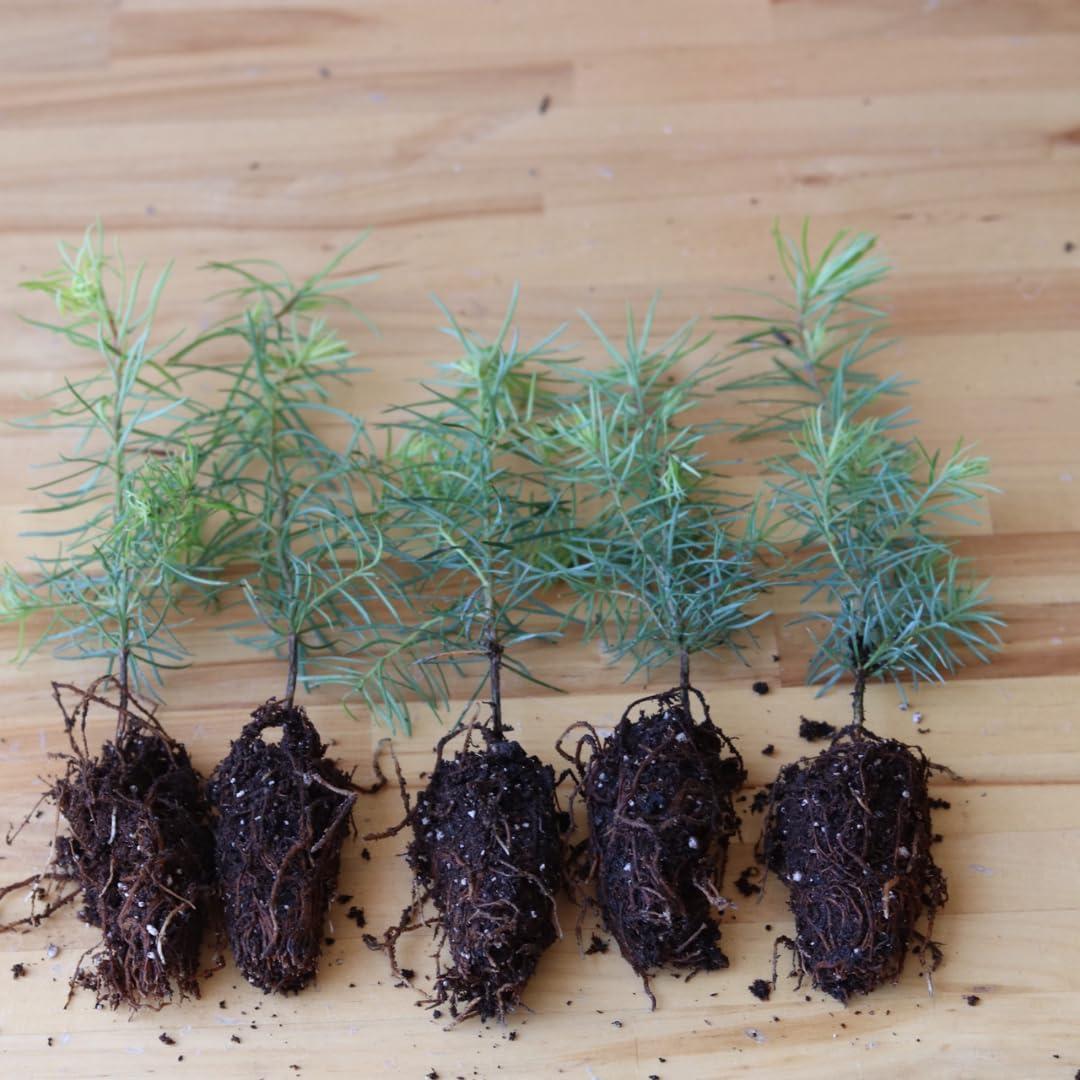 5 Douglas Fir Tree Seedlings - Native, Fast Growing, Animal Habitat (5 Conifer Trees Approx 1 to 1.5 feet Tall)