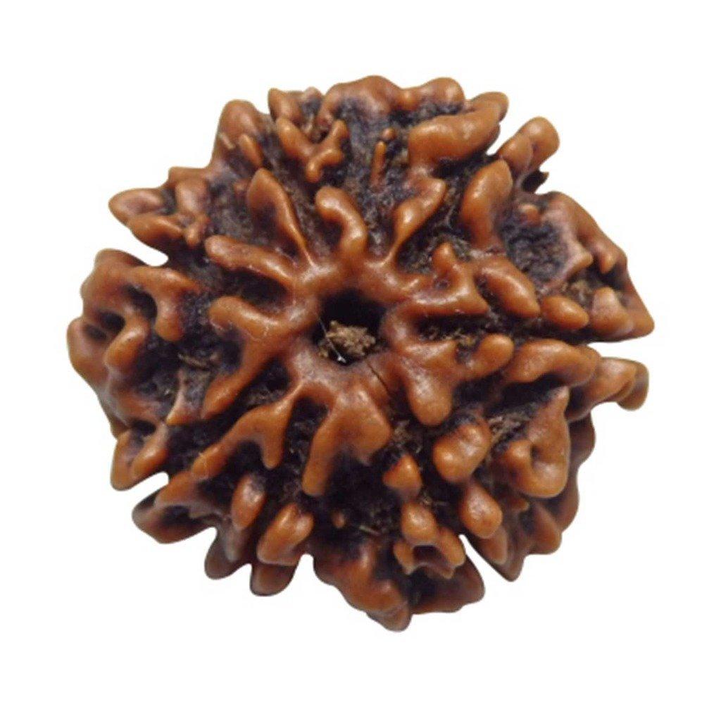 Arihant Gems & JewelsArihant Gems & Jewels 7 Mukhi/Faced Nepali Rudraksha | Natural & Certified | Astrological Seven Mukhi/Faced Rudraksha | Positive Effect | Unisex Both for Men & Women