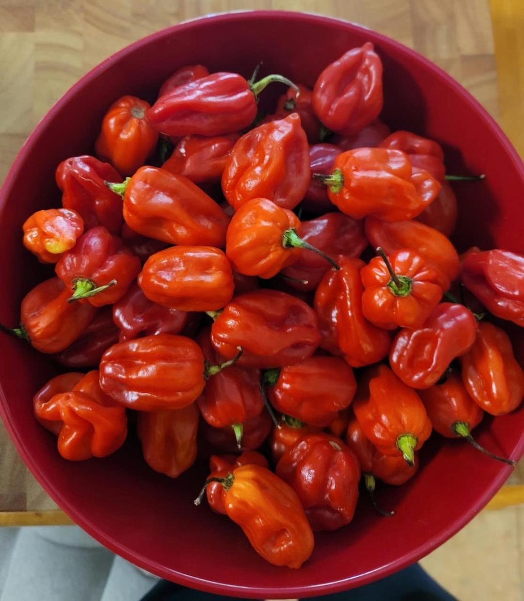 Zozoma Fresh Red Habanero Chili Peppers 2lb Hot and spicy with vitamin C and potassium