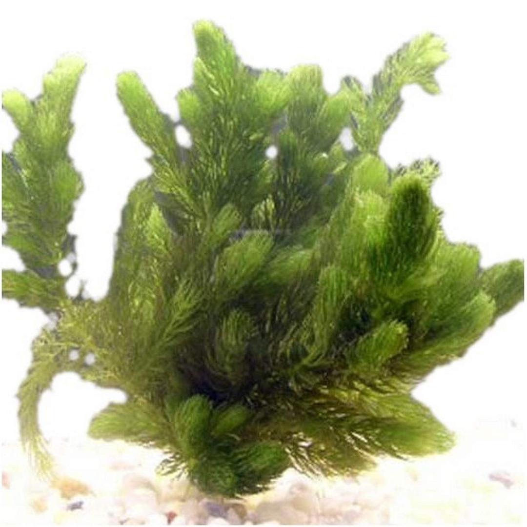 Oxygenating Hornwort (1 Bunch - 6 Stem Plants)