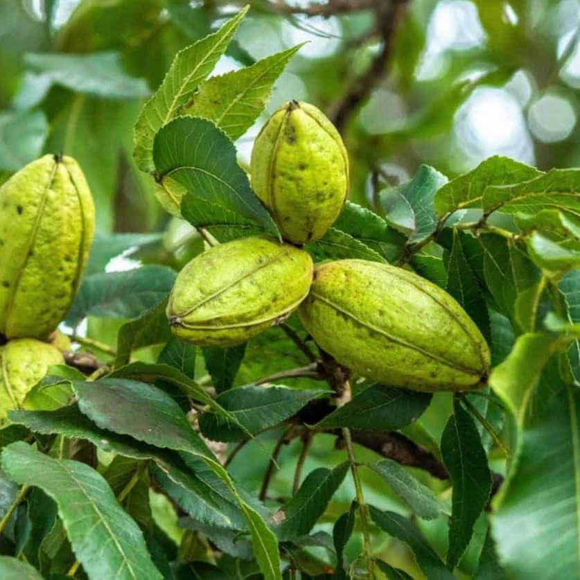 2 Hardy Pecan Nut Trees