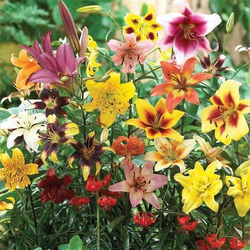 All Summer Lily Mix - Oriental, Tiger, Asiatic, Trumpet Lily Bulbs for Planting (5 Bulbs)