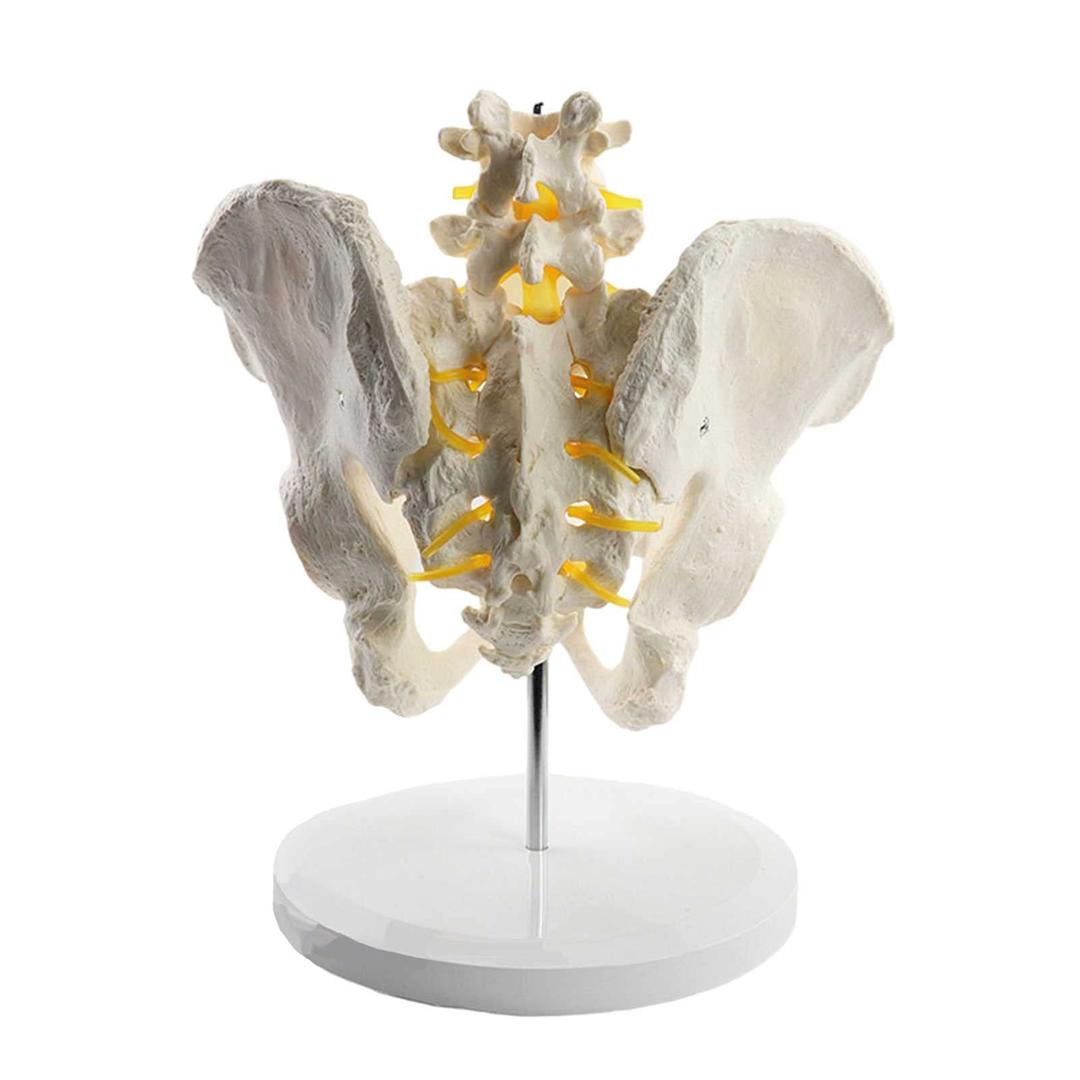 Pelvis Model Anatomy, Spinal Column Model W/Pelvis, Sacrum, Occipital Bone,Vertebral Artery, Nerve Artery (With 2 Lumbar), Humans Skeleton Model For Medical Students Learning