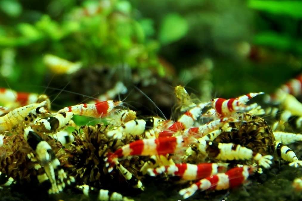 Jungleaquashrimp Mixed Crystal Red Shrimp and Crystal Black Shrimp Grade S-SS Live Freshwater Shrimps Aquarium Inverts Caridina Bee Shrimp - 1/4 to 1/2 inch Long (10 Shrimps (+1))