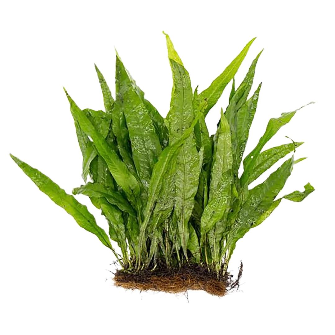 Live Java Fern Microsorum Pteropus on Mat Plant - Great for Modern Aquariums - Provides Shelter to Baby Fish - Fast Growth, Long Lasting & Easy to Care Aquatic Plants - Half Mat